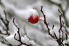 20 decembrie 2011. Imaginile zilei 4854305
