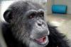 A murit Cheetah, cimpanzeul din "Tarzan". Avea 80 de ani, îi plăceau meciurile de fotbal şi să deseneze 5246881