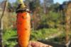 Povestea unei verighete. Pierdută în 1995, găsită pe un morcov cules din grădină 5636431