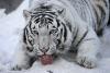 11 ianuarie 2012. Imaginile zilei 6112738