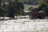 Mii de păianjeni australieni s-au refugiat din calea inundaţiilor în fermele oamenilor (GALERIE FOTO) 8906131