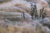 Mii de păianjeni australieni s-au refugiat din calea inundaţiilor în fermele oamenilor (GALERIE FOTO) 8906134
