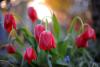 17 aprilie 2012. Imaginile zilei 10642673
