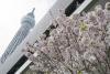 17 aprilie 2012. Imaginile zilei 10642680