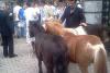 Vaca flămândă a mugit la Bucureşti 12506339