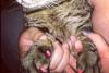 GALERIE FOTO: Cum sunt tratate pisicile care traiesc o viaţă luxoasă 17514461