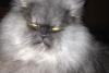 FOTO: Cea mai furioasă pisică din lume are peste 32.000 de like-uri pe Facebook 18274629
