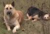 Imagini sfâşietoare: Un câine refuză să-şi părăsească partenera ucisă de maşină (VIDEO) 18275899