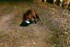VIDEO FABULOS: O vulpe fură un telefon mobil şi trimite un SMS 18436170