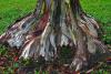  Eucaliptul Curcubeu, surprins în imagini impresionante în Hawaii 18440802