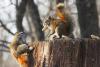 VIDEO. Luptă aprigă între două veveriţe care se ceartă pe o alună 18443696