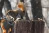 VIDEO. Luptă aprigă între două veveriţe care se ceartă pe o alună 18443697