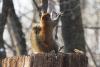 VIDEO. Luptă aprigă între două veveriţe care se ceartă pe o alună 18443698
