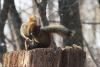 VIDEO. Luptă aprigă între două veveriţe care se ceartă pe o alună 18443699