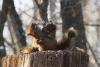 VIDEO. Luptă aprigă între două veveriţe care se ceartă pe o alună 18443700