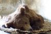 Ursul Baloo a fost operat de medicii VIER PFOTEN  18448240