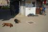 Căzut pe datorie. România profundă bea pe datorie şi apoi se odihneşte în stradă laolaltă cu câinii 18450933