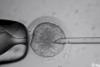 Încă un pas spre CLONAREA UMANĂ: Savanţii au extras, ÎN PREMIERĂ, celule stem din embrioni umani creaţi în laborator (VIDEO) 18452539