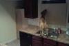 Ce face un caine încuiat în bucătărie. Stăpânii animalului, ŞOCAŢI de ce au văzut pe camera de supraveghere (VIDEO) 18462710