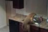 Ce face un caine încuiat în bucătărie. Stăpânii animalului, ŞOCAŢI de ce au văzut pe camera de supraveghere (VIDEO) 18462711