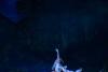 Baletul “La Sylphide” e în repertoriul ONB 18468863