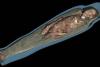 DESCOPERIRE INCREDIBILĂ. Ce au găsit egiptologii în craniul unei mumii vechi de 2.600 de ani (VIDEO) 18499261