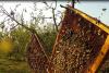 FENOMEN INCREDIBIL în apropierea Atenei! Ce se întâmplă cu ICOANELE puse de un apicultor în stupul de albine (VIDEO) 18503314