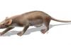 Fosila unui mamifer de acum 125 milioane de ani indică evoluţia timpurie a blănii şi a spinilor la animale 18517871
