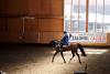 Cei mai buni cai din România s-au întrecut la Circuitul Salonul Calului 2016 18535431