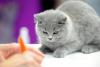 SofistiCAT 2016. Concursul celor mai frumoase pisici (GALERIE FOTO) 18551289