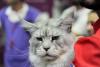 SofistiCAT 2016. Concursul celor mai frumoase pisici (GALERIE FOTO) 18551306