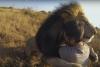 VIDEO! Relaţia dintre lei şi om nu a fost NICIODATĂ mai apropiată 18556891
