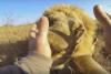 VIDEO! Relaţia dintre lei şi om nu a fost NICIODATĂ mai apropiată 18556892