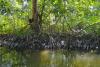 Mii de hectare de mangrove au pierit în urma secetei 18570191