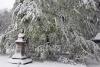 GALERIE FOTO - Iaşi: Teiul lui Eminescu este în pericol din cauza zăpezii 18573940