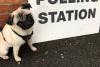 Marea Britanie: Fotografiile cu câini la secţiile de votare pentru alegerile legislative anticipate, virale pe reţelele de socializare 18579073