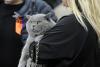 SofistiCAT 2017. Concursul celor mai frumoase pisici (GALERIE FOTO) 18593010