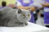 SofistiCAT 2017. Concursul celor mai frumoase pisici (GALERIE FOTO) 18593012