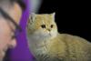 SofistiCAT 2017. Concursul celor mai frumoase pisici (GALERIE FOTO) 18593014