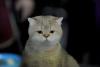 SofistiCAT 2017. Concursul celor mai frumoase pisici (GALERIE FOTO) 18593015