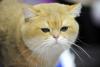 SofistiCAT 2017. Concursul celor mai frumoase pisici (GALERIE FOTO) 18593020