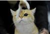 SofistiCAT 2017. Concursul celor mai frumoase pisici (GALERIE FOTO) 18593023