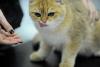 SofistiCAT 2017. Concursul celor mai frumoase pisici (GALERIE FOTO) 18593024