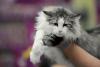 SofistiCAT 2017. Concursul celor mai frumoase pisici (GALERIE FOTO) 18593030