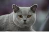 SofistiCAT 2017. Concursul celor mai frumoase pisici (GALERIE FOTO) 18593039