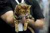 SofistiCAT 2017. Concursul celor mai frumoase pisici (GALERIE FOTO) 18593041