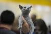 SofistiCAT 2017. Concursul celor mai frumoase pisici (GALERIE FOTO) 18593048