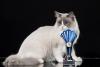 Expoziția Felină Internațională de Primăvară SofistiCAT - Cats & Tales 18612331