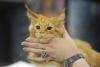 SofistiCAT 2018. Concursul celor mai frumoase pisici (GALERIE FOTO) 18612805