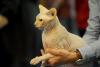 SofistiCAT 2018. Concursul celor mai frumoase pisici (GALERIE FOTO) 18612818